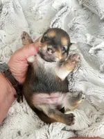 Luna, a female Chorkie for sale in Plainfield, IL – 3 of 4