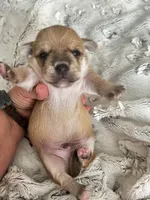 Chunkers, a male Chorkie for sale in Plainfield, IL – 4 of 4