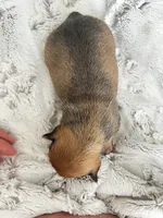 Cora, a female Chorkie for sale in Plainfield, IL – 4 of 5