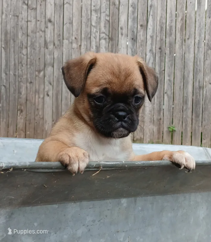Jackie – Jack Russell Terrier, Pug puppy for sale in Mohnton, PA