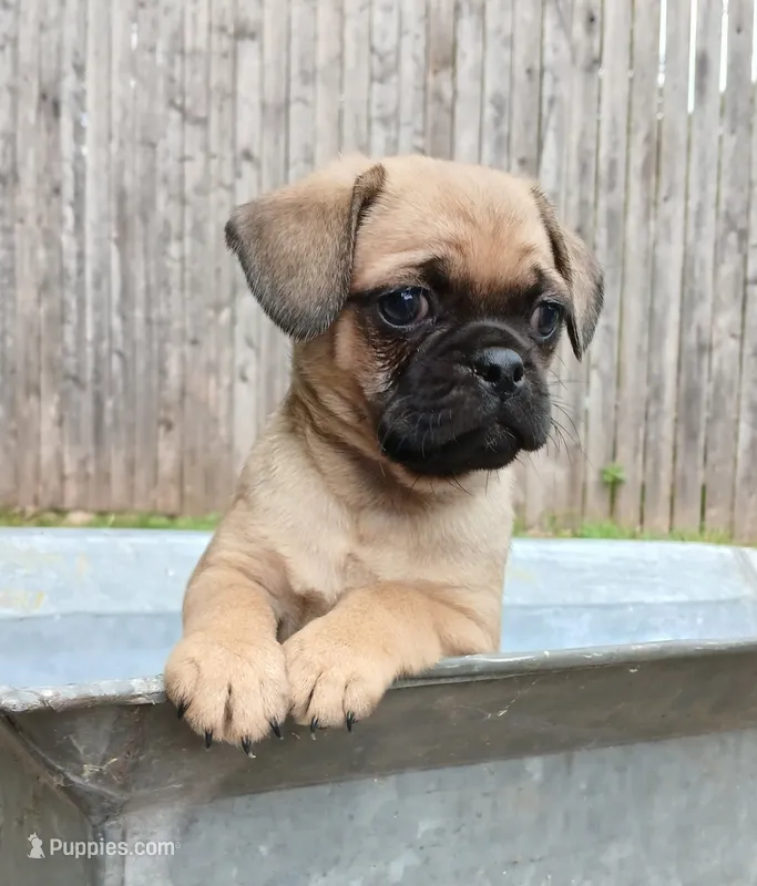 Jake – Jack Russell Terrier, Pug puppy for sale in Mohnton, PA
