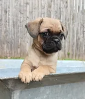 Jake, a male Jack Russell Terrier and Pug for sale in Mohnton, PA – 1 of 2