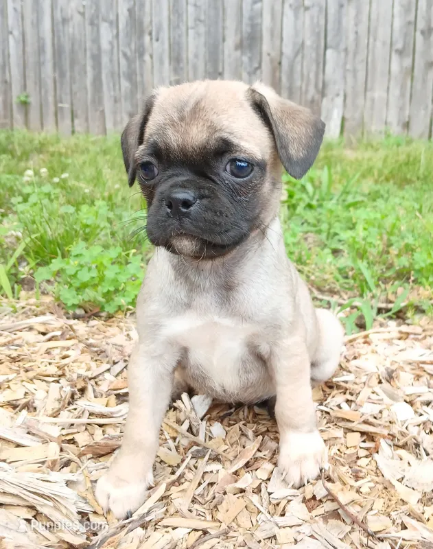 Jill – Jack Russell Terrier, Pug puppy for sale in Mohnton, PA