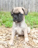 Jill, a female Jack Russell Terrier and Pug for sale in Mohnton, PA – 1 of 1