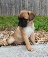 Jackie, a female Jack Russell Terrier and Pug for sale in Mohnton, PA – 2 of 2