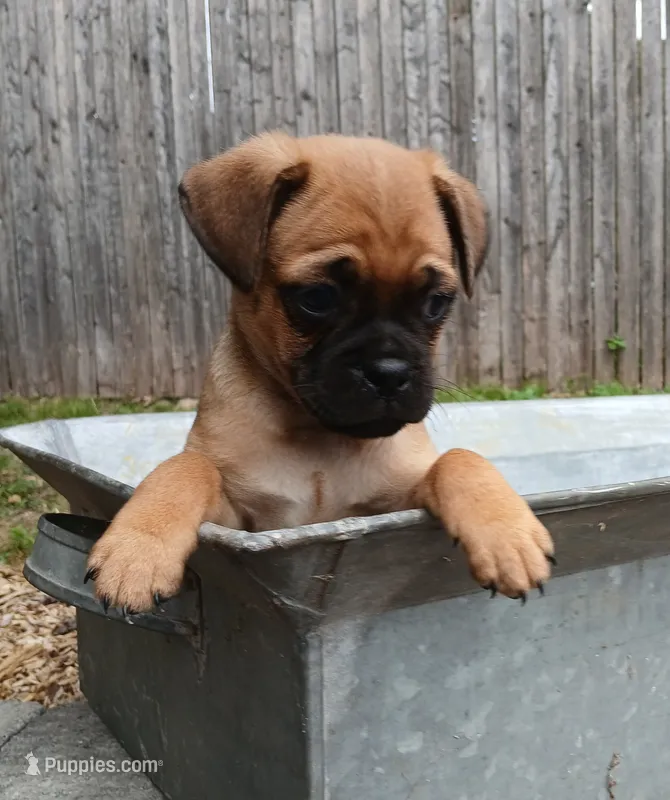Jordan – Jack Russell Terrier, Pug puppy for sale in Mohnton, PA