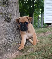 Jordan, a male Jack Russell Terrier and Pug for sale in Mohnton, PA – 2 of 2