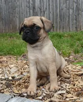 Jake, a male Jack Russell Terrier and Pug for sale in Mohnton, PA – 2 of 2