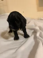 Rex, a male Cocker Spaniel for sale in Hickory, NC – 4 of 8