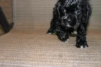 Jessie, a female Cocker Spaniel for sale in Hickory, NC – 9 of 9