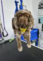 Ivy, a female Cocker Spaniel for sale in Hickory, NC – 3 of 4