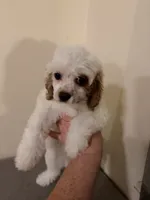Estella , a female Cavapoo for sale in Hickory, NC – 5 of 5