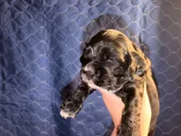 Cracker jack, a male Cocker Spaniel for sale in Hickory, NC – 6 of 7
