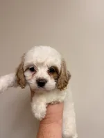 Estella, a female Cavapoo for sale in Hickory, NC – 4 of 8