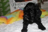 Jessie, a female Cocker Spaniel for sale in Hickory, NC – 8 of 9