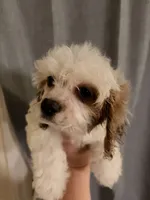 Estella , a female Cavapoo for sale in Hickory, NC – 3 of 5