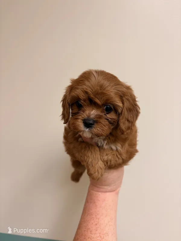Star – Cavapoo puppy for sale in Hickory, NC