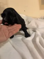 Rex, a male Cocker Spaniel for sale in Hickory, NC – 2 of 8