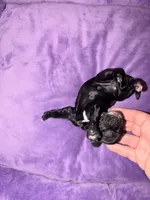 Dolly, a female Cocker Spaniel for sale in Hickory, NC – 2 of 7
