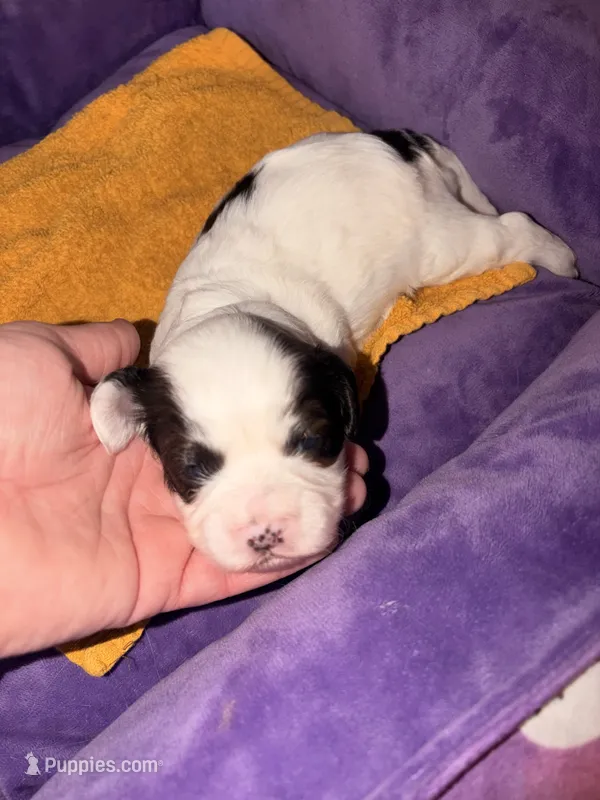 Lynx – Cavapoo puppy for sale in Hickory, NC