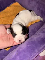 Lynx, a male Cavapoo for sale in Hickory, NC – 1 of 5