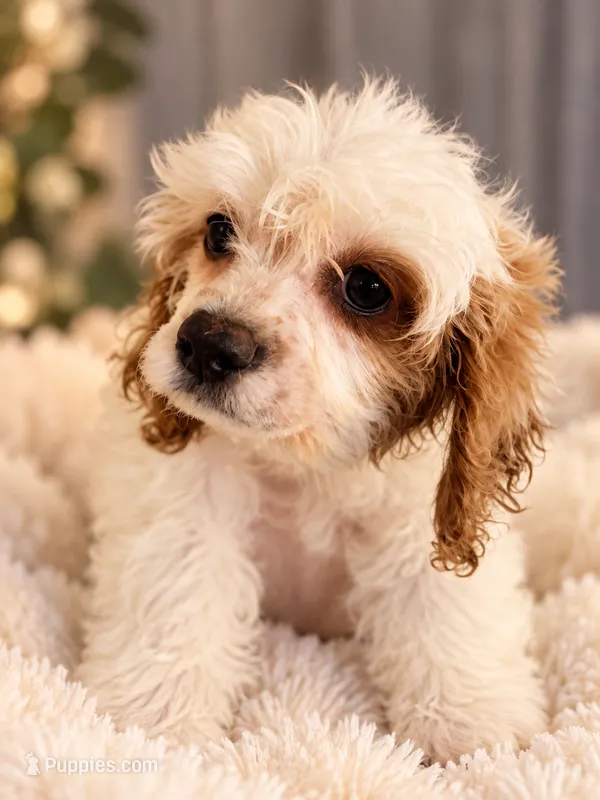 Estella – Cavapoo puppy for sale in Hickory, NC