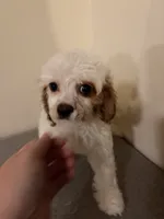 Estella , a female Cavapoo for sale in Hickory, NC – 2 of 5