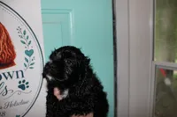 Jessie, a female Cocker Spaniel for sale in Hickory, NC – 5 of 9