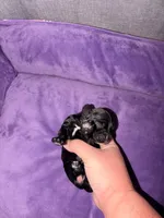 Dolly, a female Cocker Spaniel for sale in Hickory, NC – 4 of 7