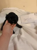Jessie, a female Cocker Spaniel for sale in Hickory, NC – 5 of 6