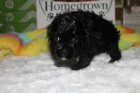 Jessie, a female Cocker Spaniel for sale in Hickory, NC – 2 of 9