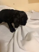 Rex, a male Cocker Spaniel for sale in Hickory, NC – 3 of 8