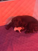 Olive, a female Cocker Spaniel for sale in Hickory, NC – 2 of 3