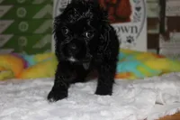 Jessie, a female Cocker Spaniel for sale in Hickory, NC – 6 of 9