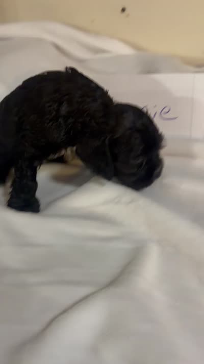 Jessie, a female Cocker Spaniel for sale in Hickory, NC – 6 of 6