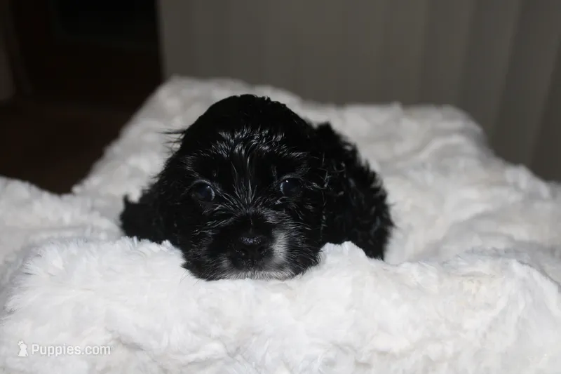 Lillypad – Cocker Spaniel puppy for sale in Hickory, NC
