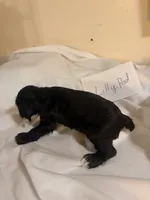 Lillypad, a female Cocker Spaniel for sale in Hickory, NC – 5 of 6