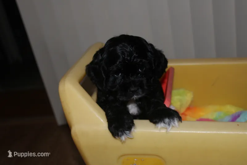 Rex – Cocker Spaniel puppy for sale in Hickory, NC