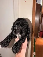 Cracker jack, a male Cocker Spaniel for sale in Hickory, NC – 2 of 7