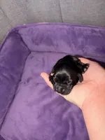 Dolly, a female Cocker Spaniel for sale in Hickory, NC – 3 of 7