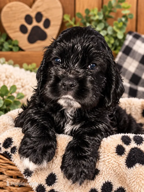 Cracker jack – Cocker Spaniel puppy for sale in Hickory, NC