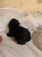 Jessie, a female Cocker Spaniel for sale in Hickory, NC – 4 of 6