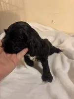 Rex, a male Cocker Spaniel for sale in Hickory, NC – 5 of 8
