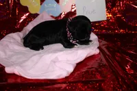 Prue, a female Cocker Spaniel for sale in Hickory, NC – Photo 1 of 4