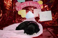 Prue, a female Cocker Spaniel for sale in Hickory, NC – Photo 4 of 4