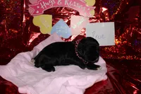 Prue, a female Cocker Spaniel for sale in Hickory, NC – Photo 3 of 4