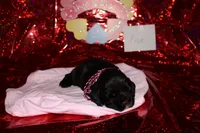 Prue, a female Cocker Spaniel for sale in Hickory, NC – Photo 2 of 4