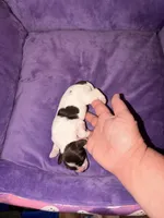 Joleen, a female Cocker Spaniel for sale in Hickory, NC – 2 of 7