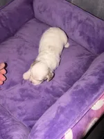 Estella, a female Cavapoo for sale in Hickory, NC – 6 of 6