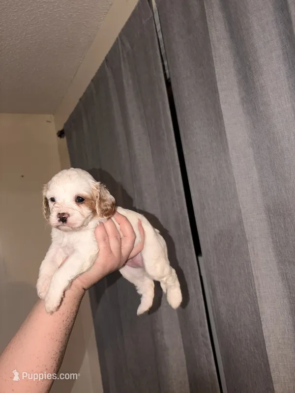 Estella – Cavapoo puppy for sale in Hickory, NC